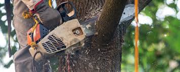 How Our Tree Care Process Works  in  Willimantic, CT